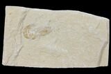 Cretaceous Fossil Shrimp - Lebanon #123922-1